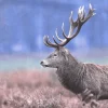 Deer Printed Canvas
