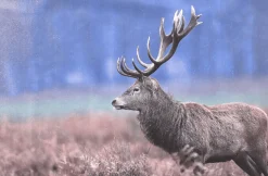 Deer Printed Canvas