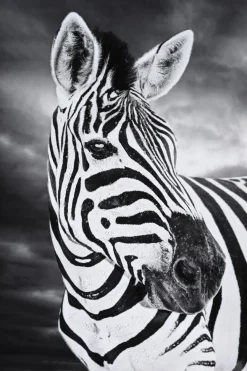 LAUREN TAYLOR - Animal canvas 62X92X4 CM