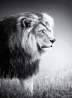LAUREN TAYLOR - Animal canvas 62X92X4 CM