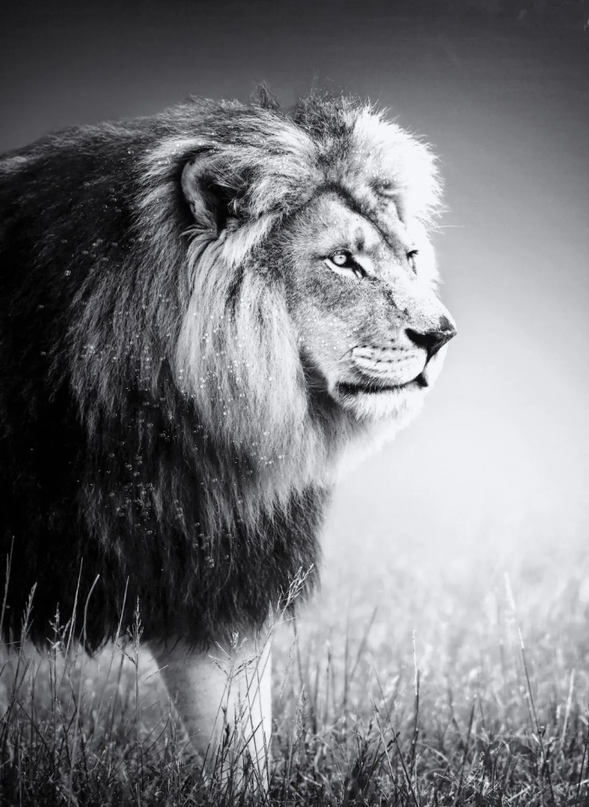 LAUREN TAYLOR - Animal canvas 62X92X4 CM