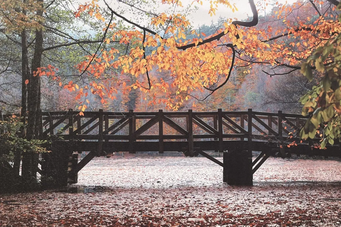 Lauren Taylor - Autumn Scene Printed Canvas