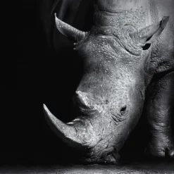 LAUREN TAYLOR-Canvas Animal 25