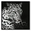 LAUREN TAYLOR-Canvas Animal 63X63X3.5