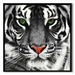 LAUREN TAYLOR-Canvas Animal 63X63X3.5