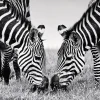 LAUREN TAYLOR-Canvas Animal 63x93x3.5