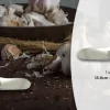 MASSIMO - Stainless Steel Garlic Press