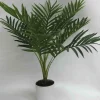 Palm Leave Plant in white Pot