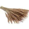 Pampas Grass Bunch – Assorted Styles