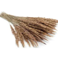 Pampas Grass Bunch – Assorted Styles