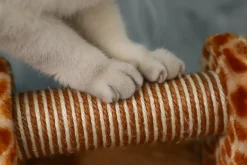 Paws & Whiskers - Cat Scratching Post