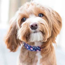 PAWS & WHISKERS - Dog Toys