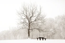 Printed Canvas 60 x 90 cm | Winter Tree Scene