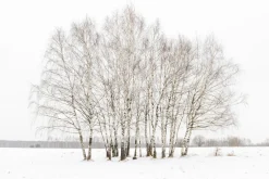 Printed Canvas 60 x 90 cm | Winter Tree Scene