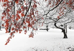 Printed Canvas 70 x 100 cm | Winter Tree with Red Leaves