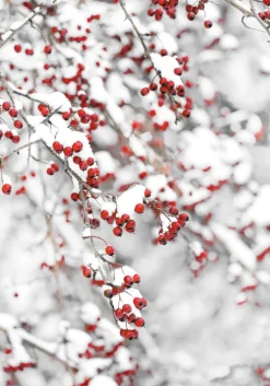 Printed Canvas 70 x 100 cm | Winter Tree with Red Leaves