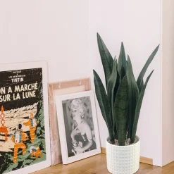 Snake Plant in White Ceramic Pot