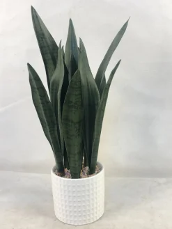 Snake Plant in White Ceramic Pot