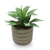 Succulent In Grey Pot