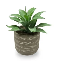 Succulent In Grey Pot