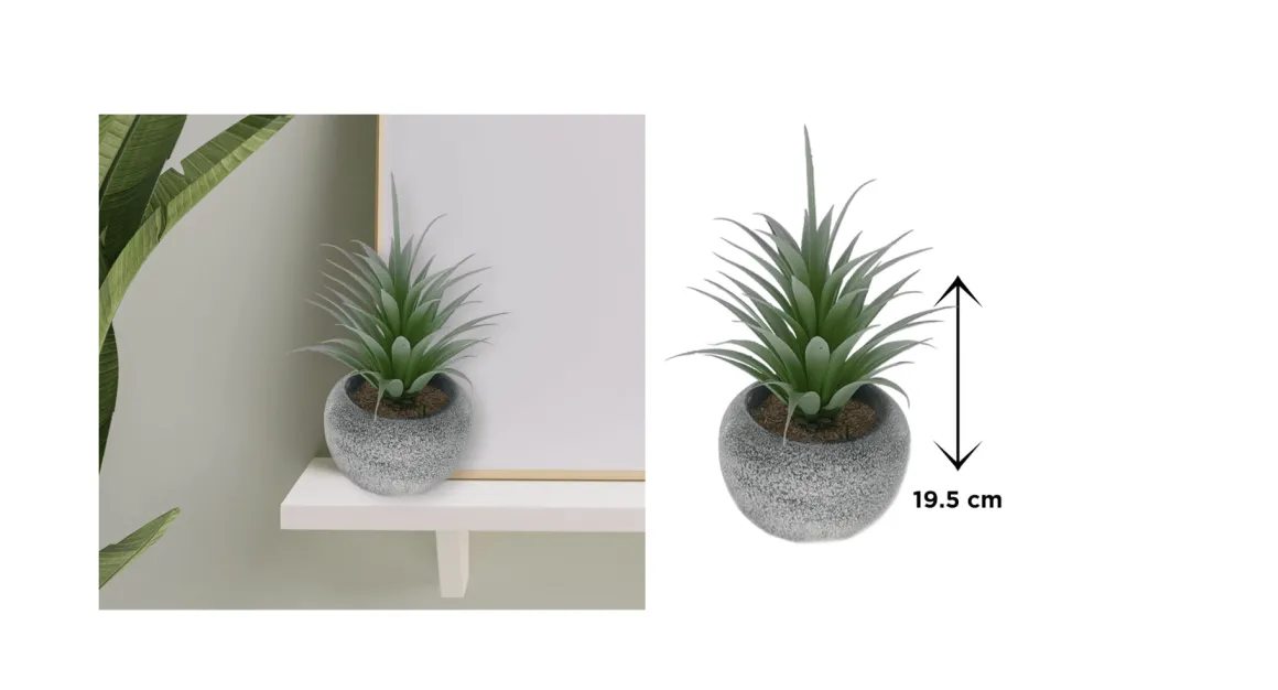 Vintage-Style Succulent | 12 x 19.5 cm (4.8 x 7.7")