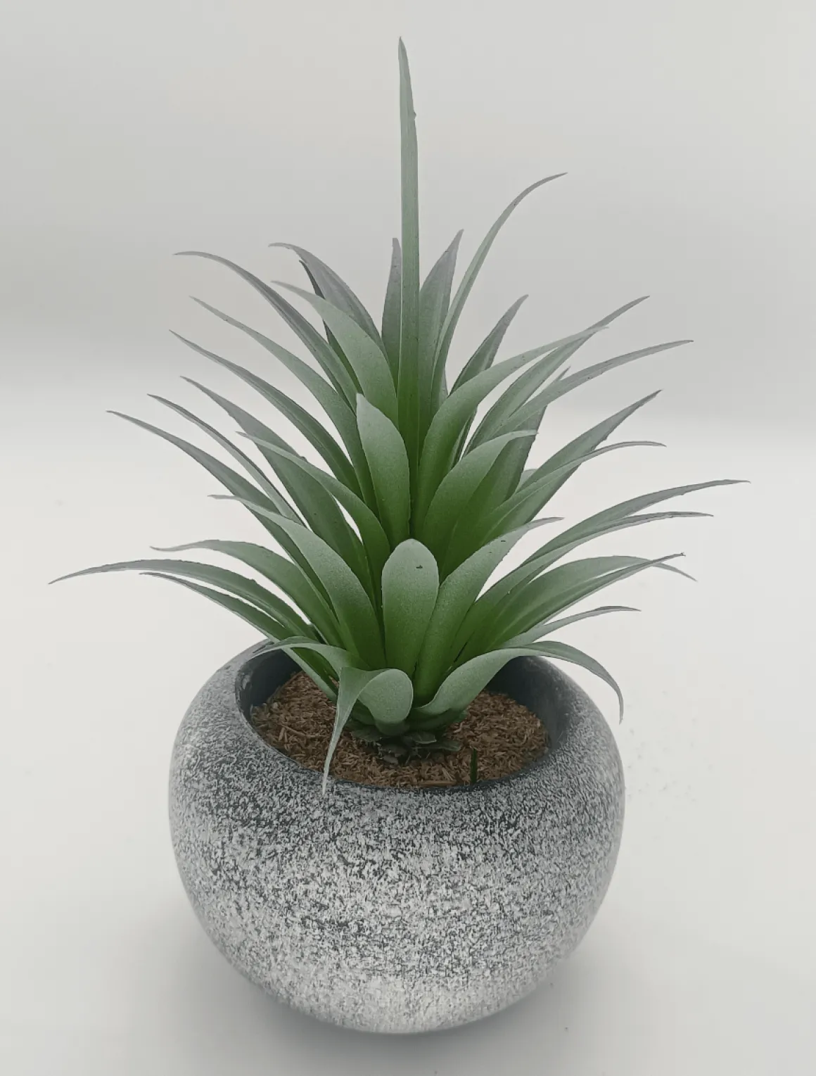 Vintage-Style Succulent | 12 x 19.5 cm (4.8 x 7.7")