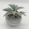 Vintage-Style Succulent | 13.5 x 12.5 cm (5.5 x 5")