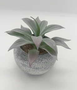 Vintage-Style Succulent | 13.5 x 12.5 cm (5.5 x 5")