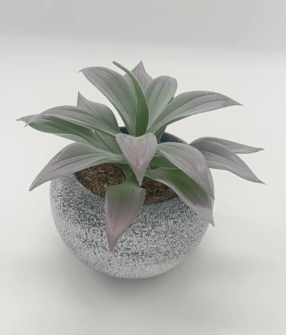 Vintage-Style Succulent | 13.5 x 12.5 cm (5.5 x 5")