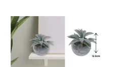 Vintage-Style Succulent | 13.5 x 12.5 cm (5.5 x 5")