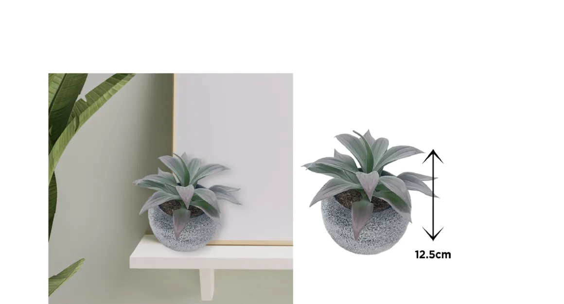 Vintage-Style Succulent | 13.5 x 12.5 cm (5.5 x 5")