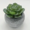Vintage-Style Succulent | 9.5 x 9 cm (3.5 x 3.5")