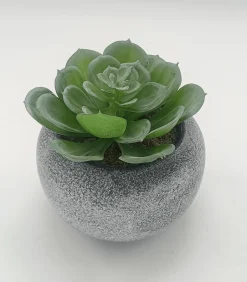 Vintage-Style Succulent | 9.5 x 9 cm (3.5 x 3.5")