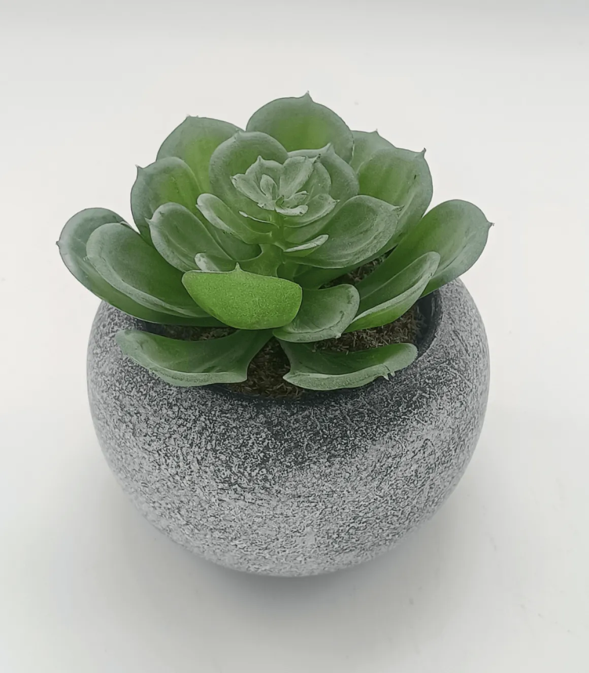 Vintage-Style Succulent | 9.5 x 9 cm (3.5 x 3.5")