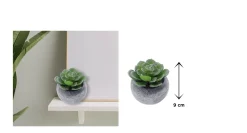 Vintage-Style Succulent | 9.5 x 9 cm (3.5 x 3.5")