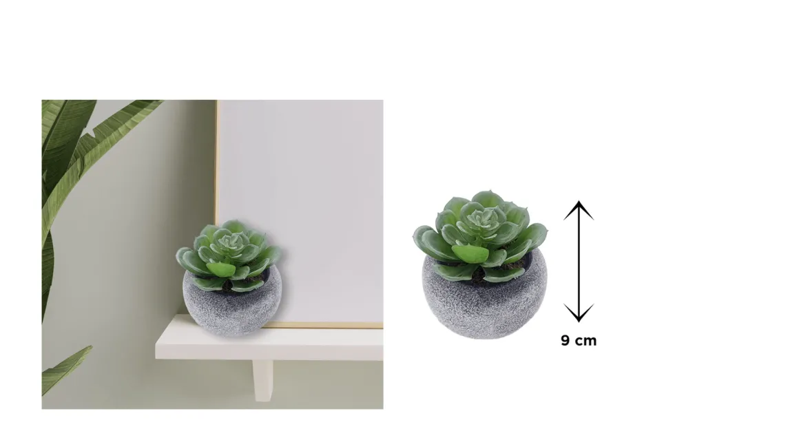 Vintage-Style Succulent | 9.5 x 9 cm (3.5 x 3.5")