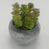 Vintage-Style Succulent | 9.5 x 10.5 cm (3.8 x 4.2")
