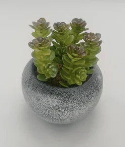Vintage-Style Succulent | 9.5 x 10.5 cm (3.8 x 4.2")
