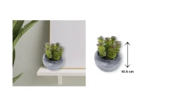 Vintage-Style Succulent | 9.5 x 10.5 cm (3.8 x 4.2")
