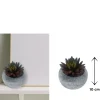 Vintage-Style Succulent | 9.5 x 10 cm (3.8 x 4")
