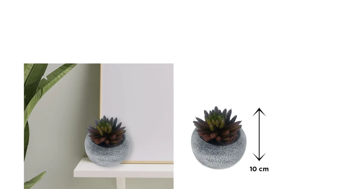 Vintage-Style Succulent | 9.5 x 10 cm (3.8 x 4")