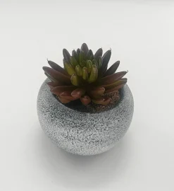 Vintage-Style Succulent | 9.5 x 10 cm (3.8 x 4")