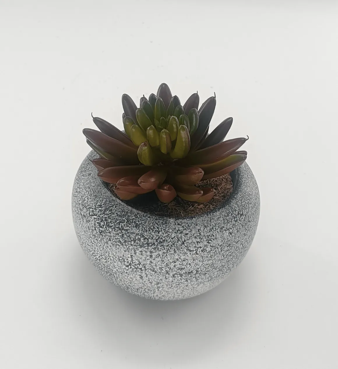 Vintage-Style Succulent | 9.5 x 10 cm (3.8 x 4")