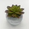 Vintage Succulent 10x11