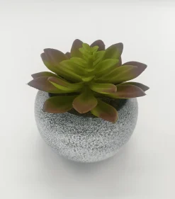 Vintage Succulent 10x11