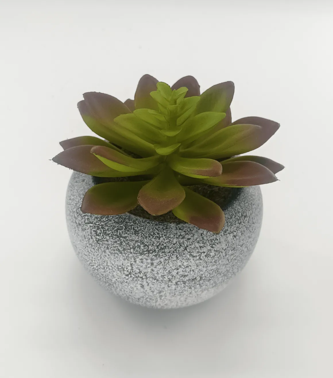 Vintage Succulent 10x11